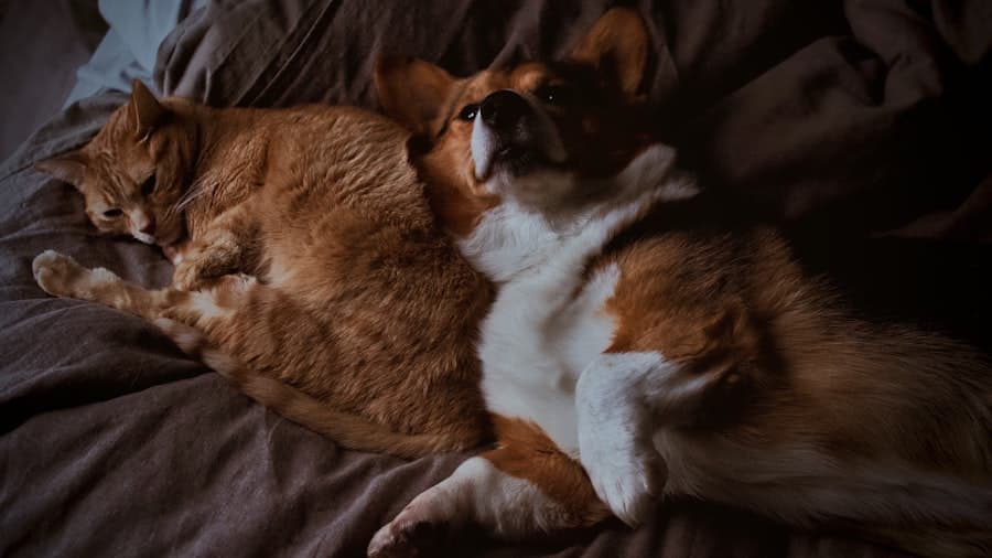 Un chat roux et un corgi endormis l'un contre l'autre