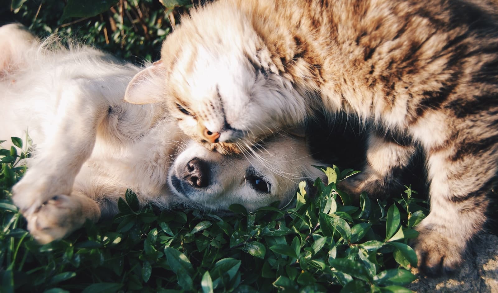 Un chien et son gardien complices