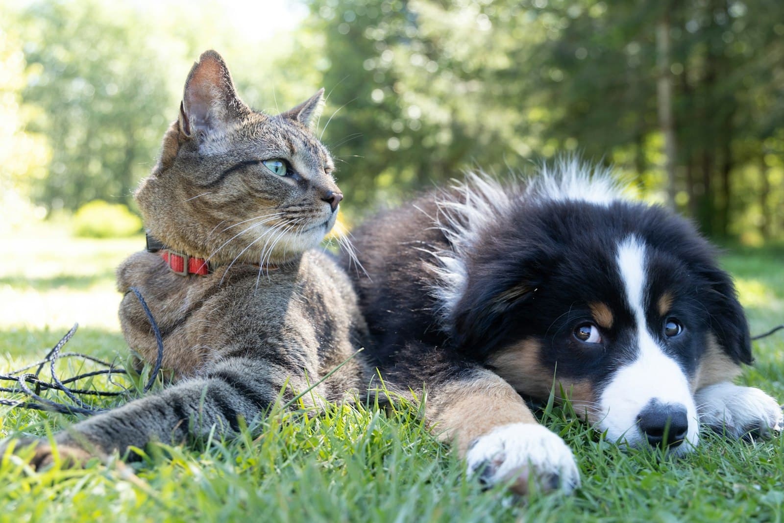 Un chat et un chiot Bernois se reposent côte à côte dans l'herbe